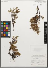Foto von Salix retusa L.